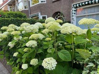 Photo of Hortensia plant with beautiful flowers growing outdoors