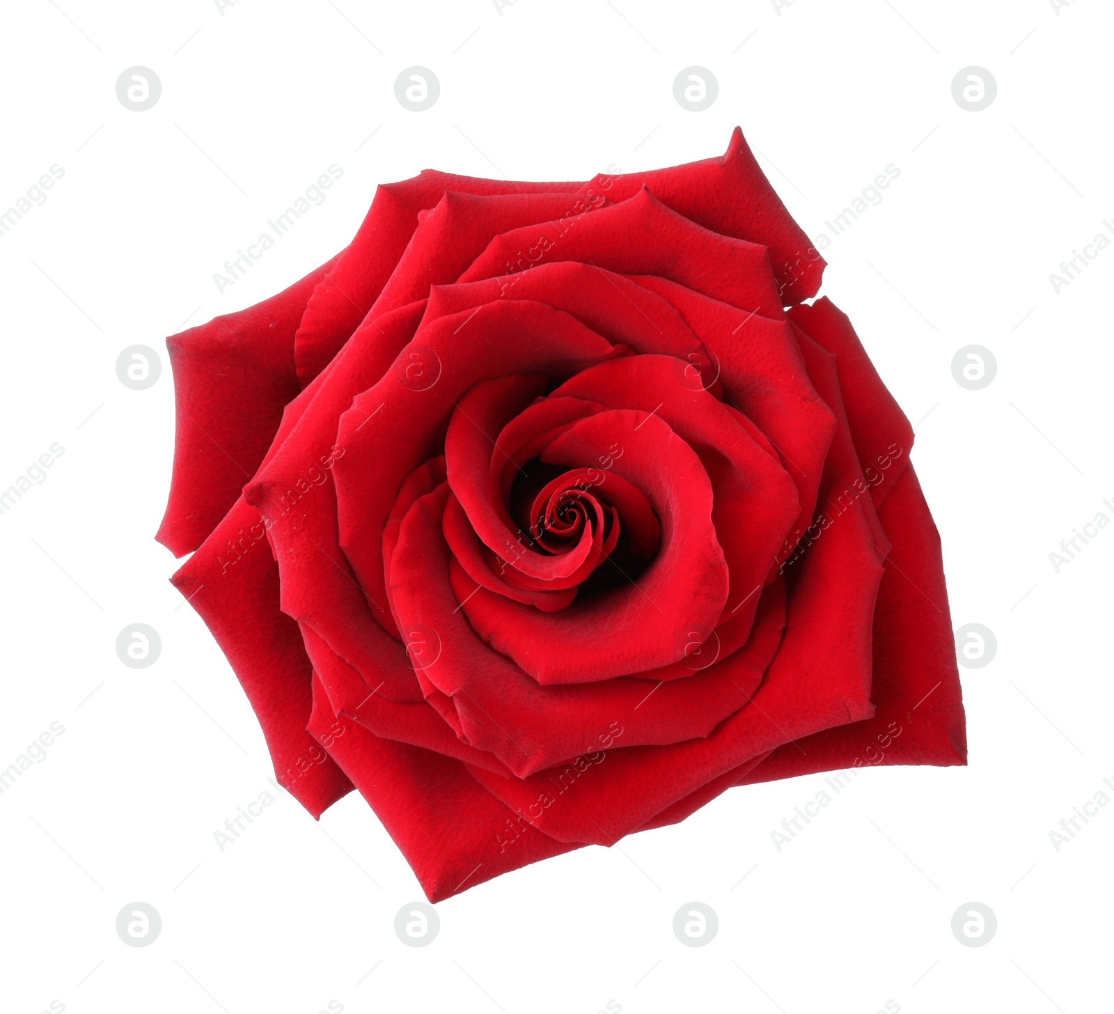 Photo of Beautiful fresh red rose isolated on white