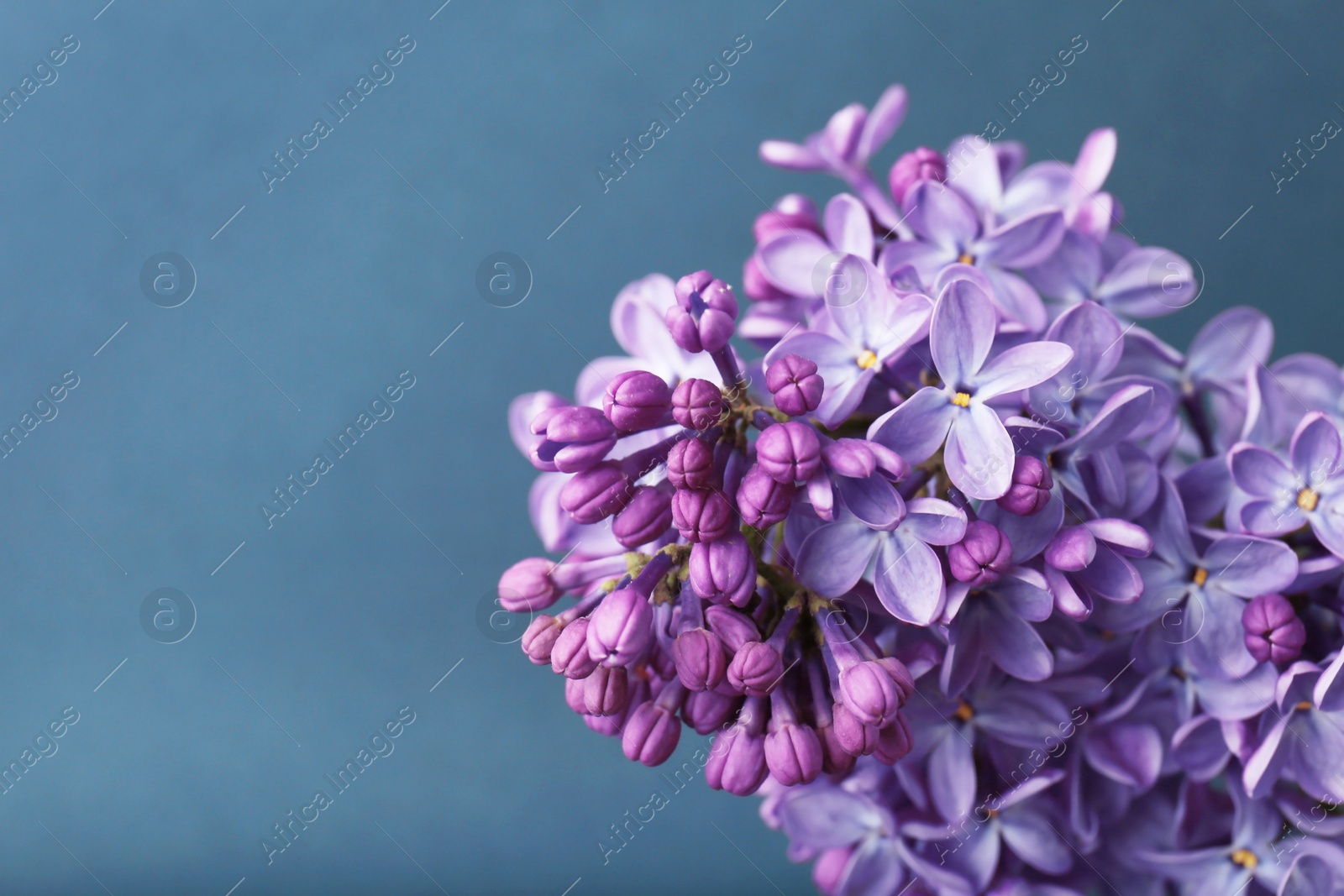 Photo of Beautiful blossoming lilac on grey background. Spring flowers