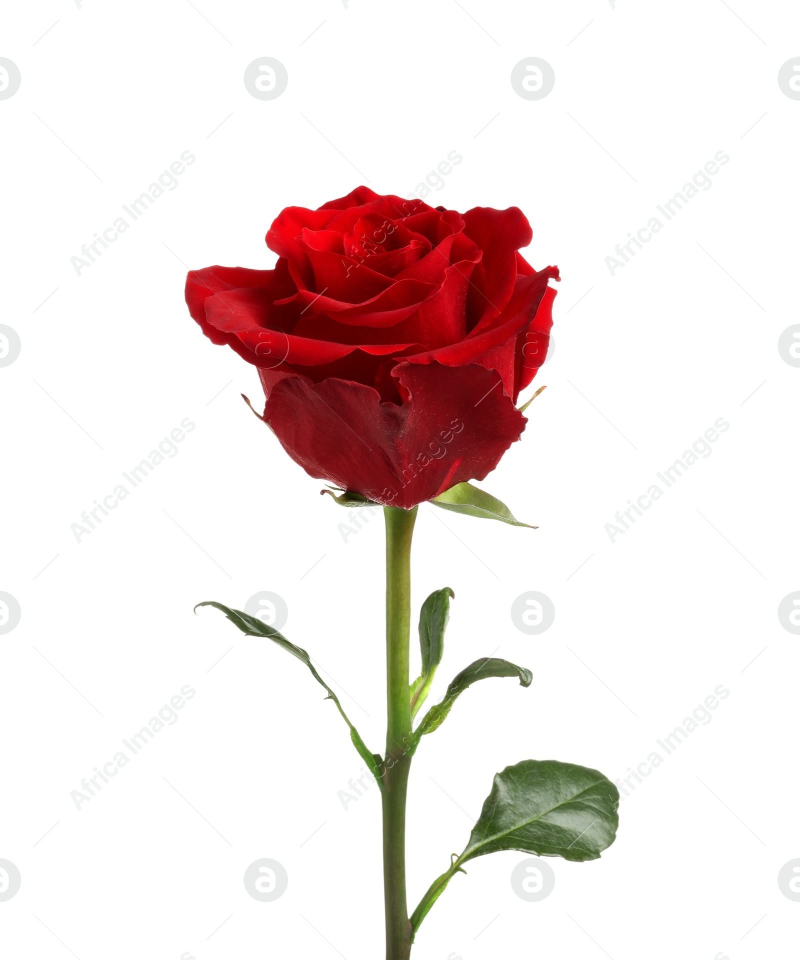 Photo of Beautiful fresh red rose isolated on white