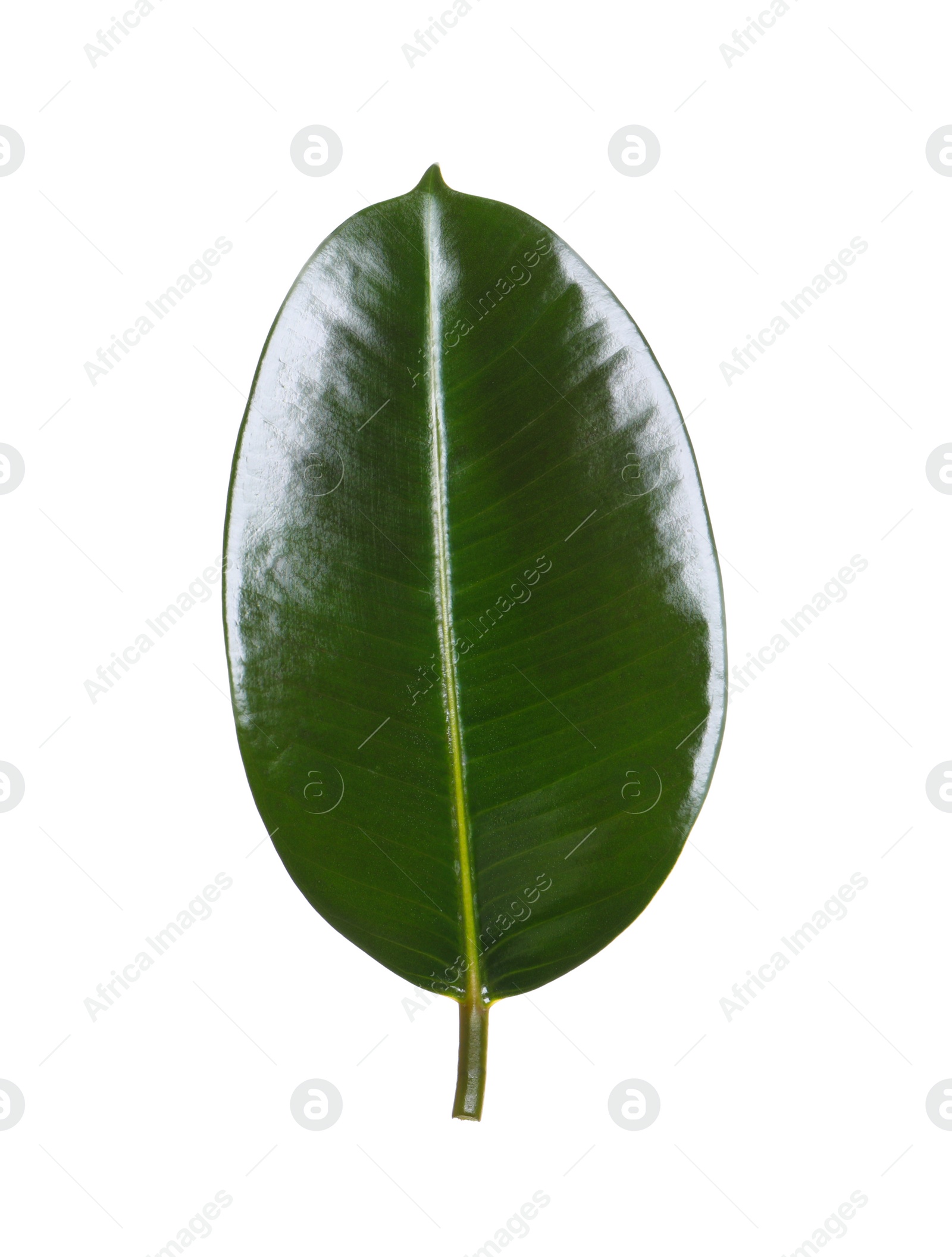 Photo of Fresh green leaf of Ficus elastica plant isolated on white