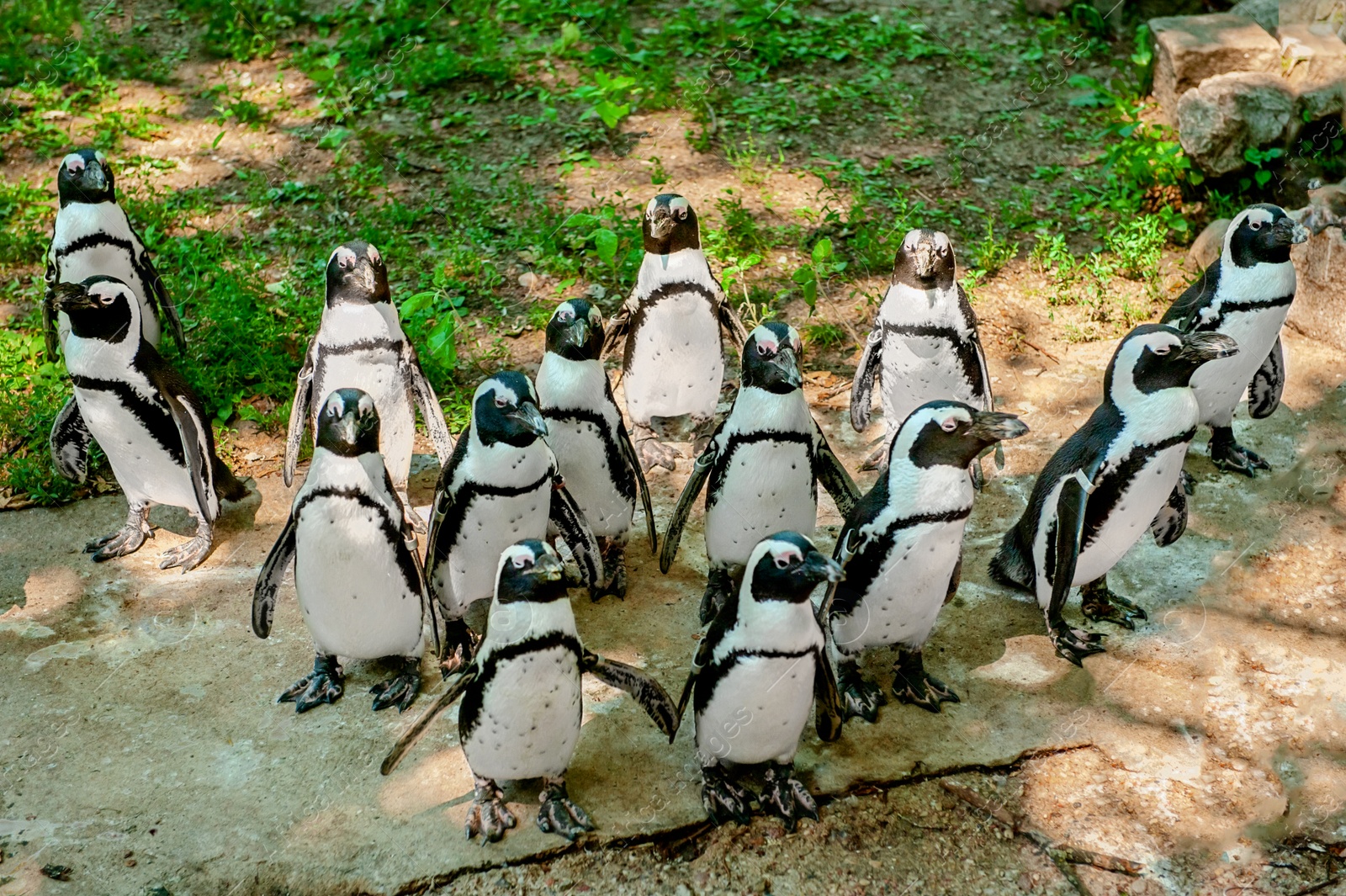 Photo of Group of penguins on rocks in zoo