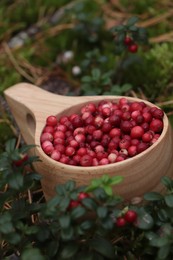 Photo of Many ripe lingonberries in wooden cup outdoors