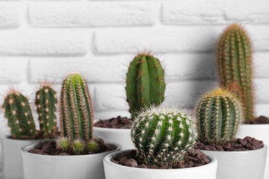 Many different beautiful cacti against white brick wall, closeup