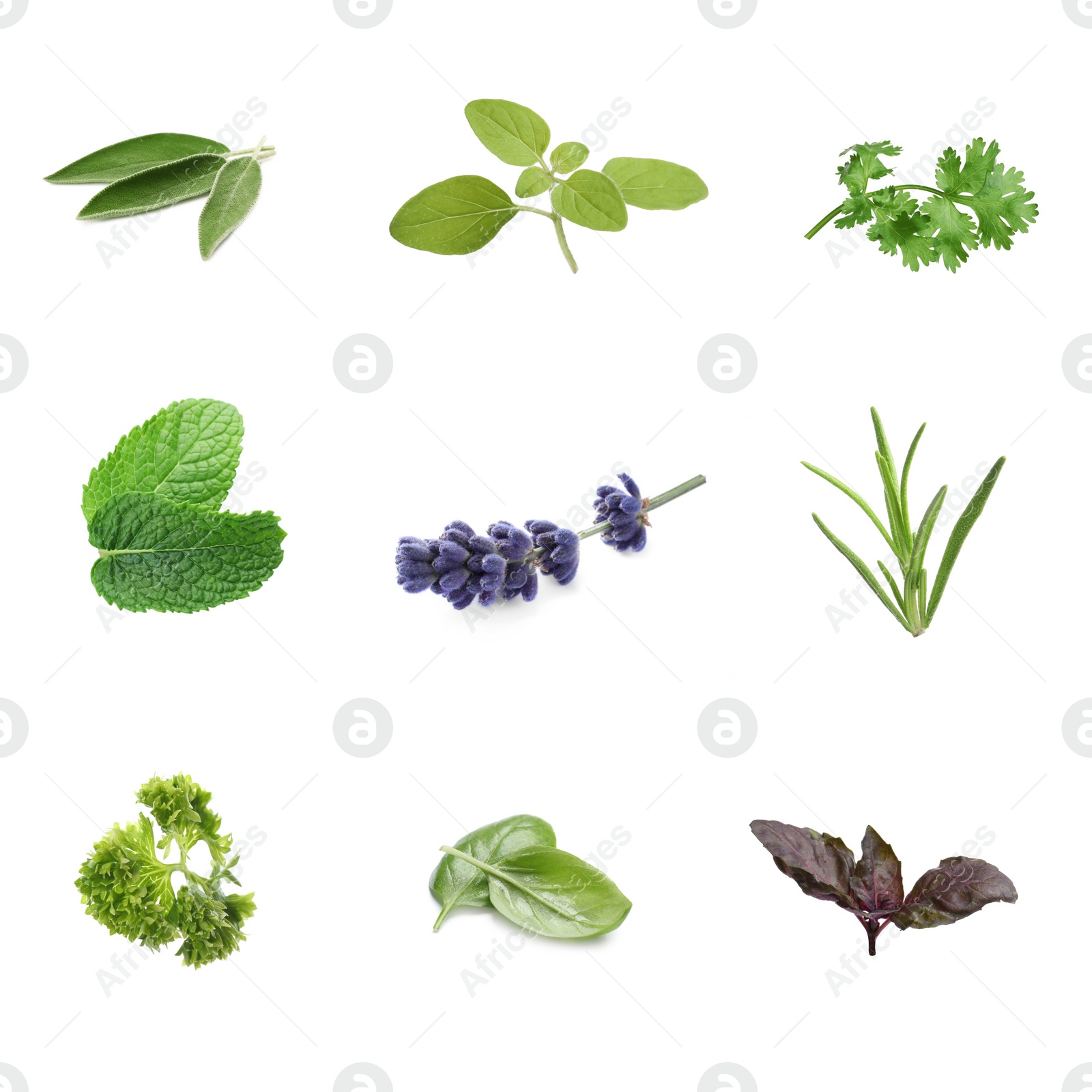 Image of Collection of different aromatic herbs on white background