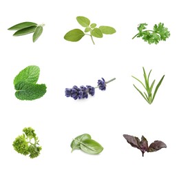 Image of Collection of different aromatic herbs on white background