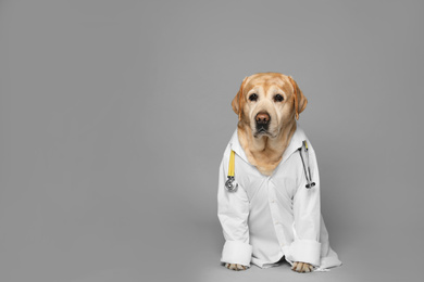 Photo of Cute Labrador dog in uniform with stethoscope as veterinarian on grey background. Space for text