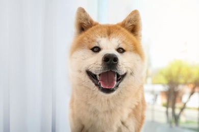 Cute Akita Inu dog near window indoors