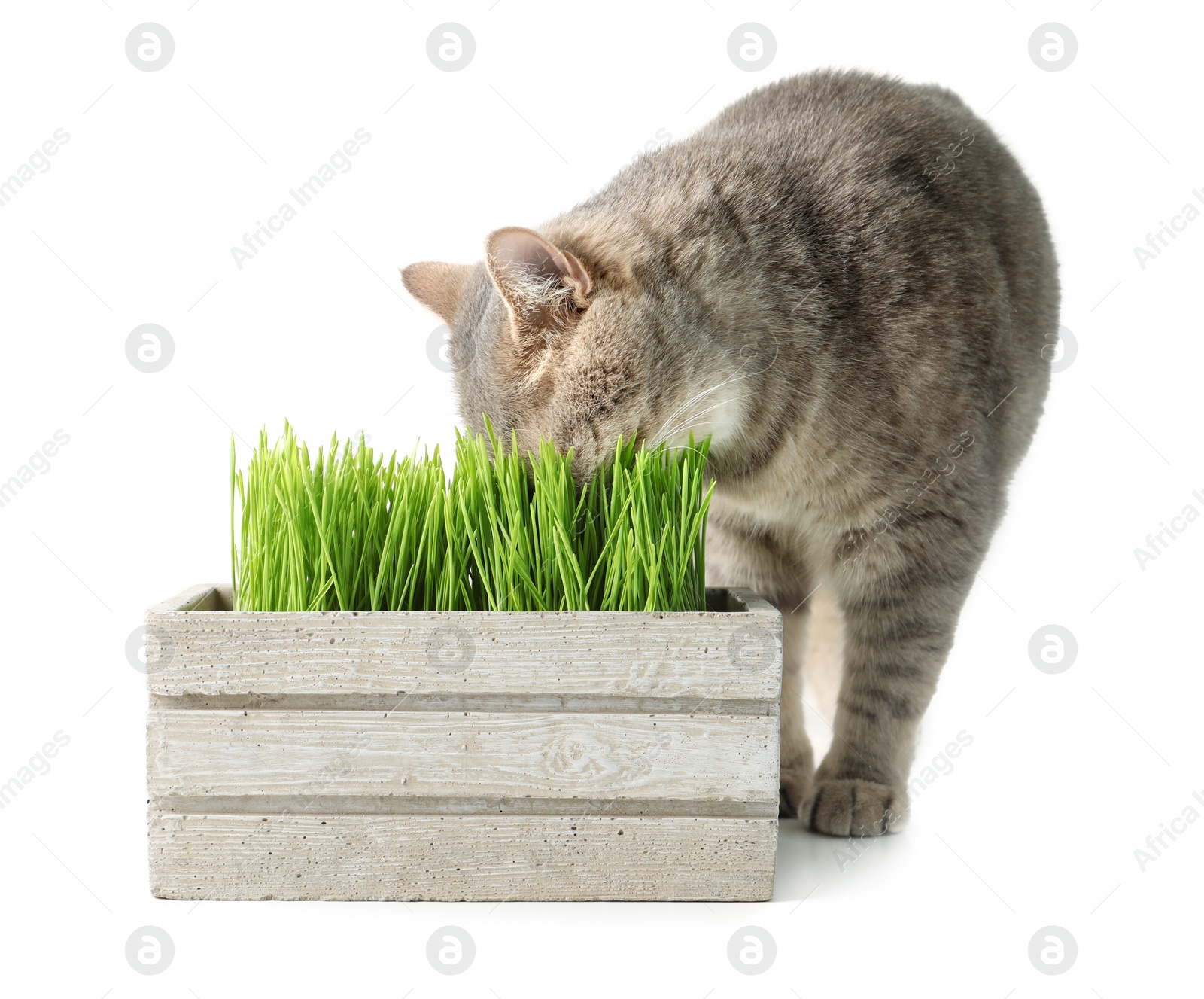 Photo of Cute cat and box of fresh green grass isolated on white