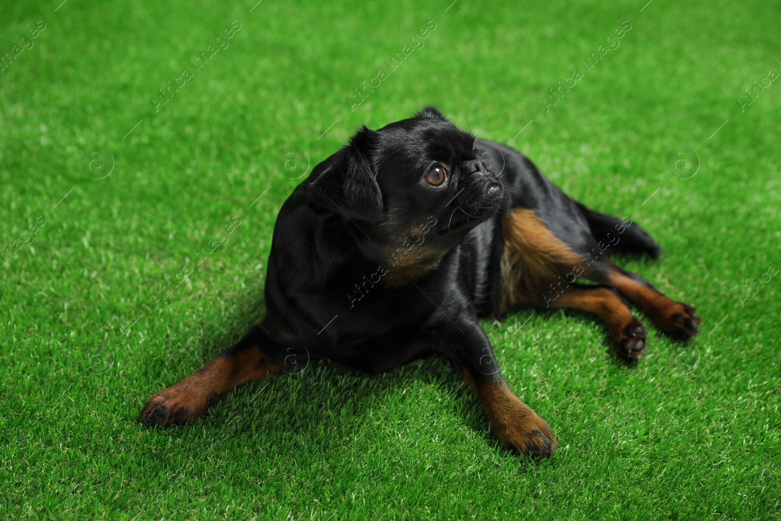 Photo of Adorable black Petit Brabancon dog lying on green grass