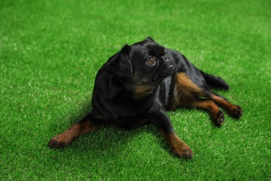 Photo of Adorable black Petit Brabancon dog lying on green grass