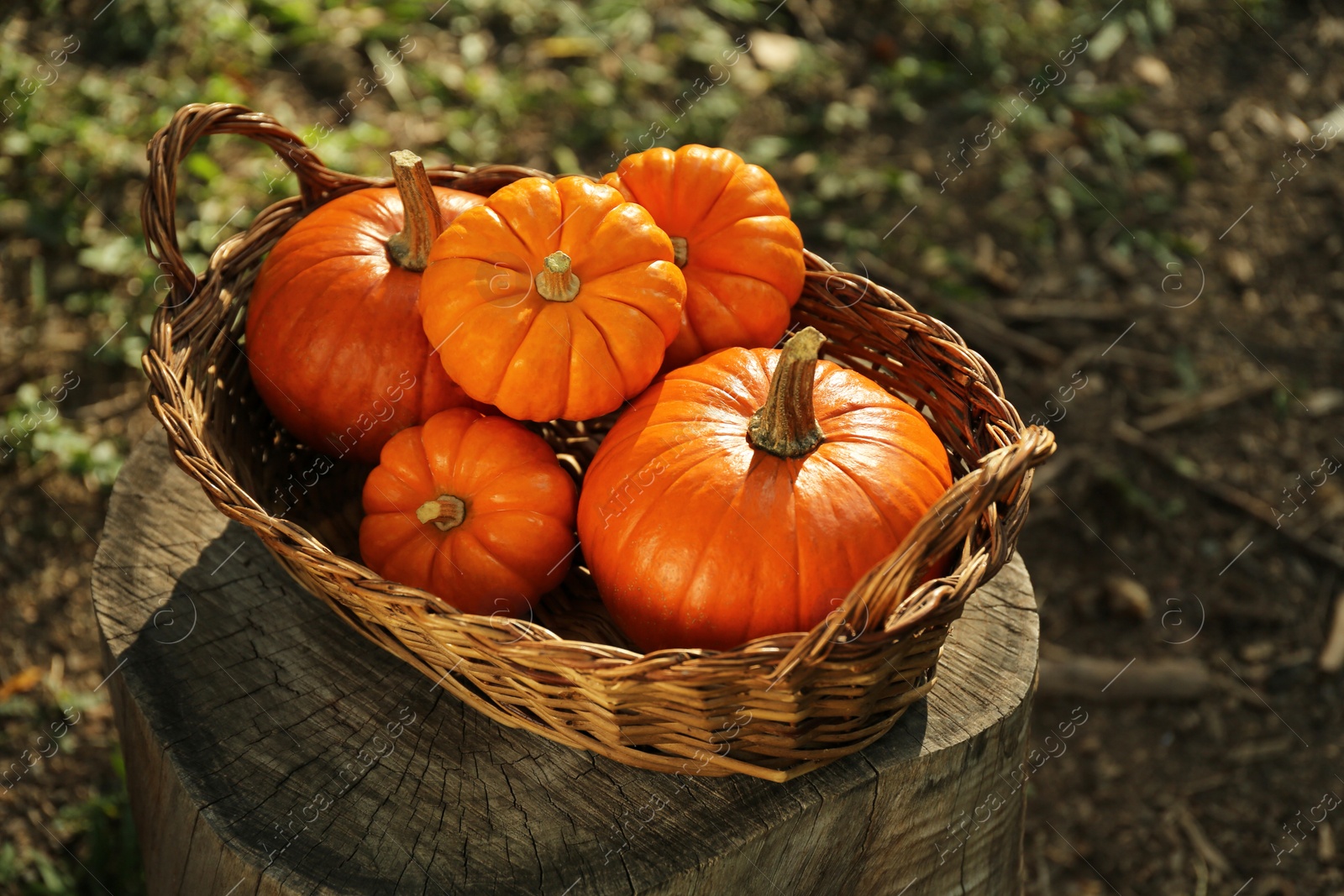Photo of Wicker basket with many pumpkins in garden