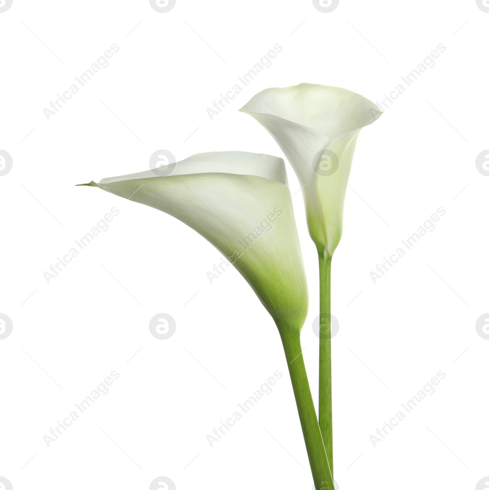 Photo of Beautiful calla lily flowers on white background