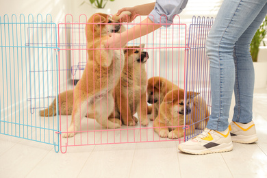 Woman near playpen with Akita Inu puppies indoors. Baby animals