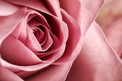 Closeup view of beautiful blooming rose as background. Floral decor