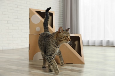 Photo of Cute tabby cat near cardboard house in room. Friendly pet