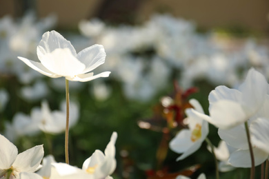 Beautiful blossoming Japanese anemone flowers outdoors on spring day