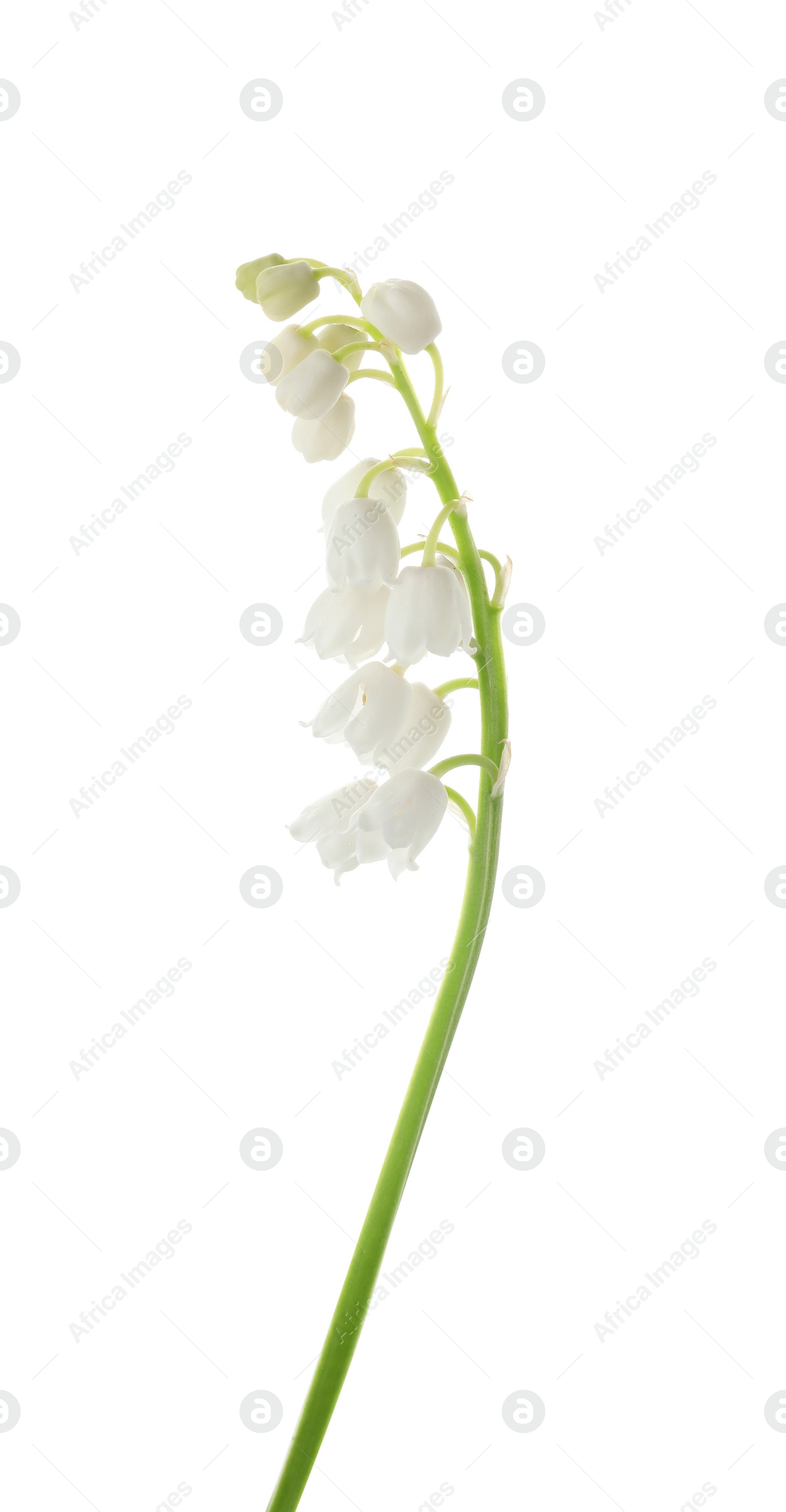 Photo of Beautiful lily of the valley isolated on white