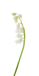 Photo of Beautiful lily of the valley isolated on white