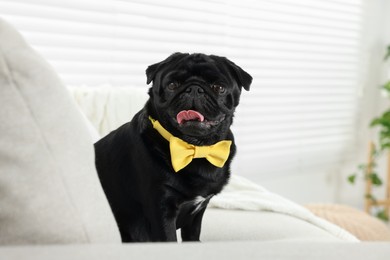 Photo of Cute Pug dog with yellow bow tie on neck in room