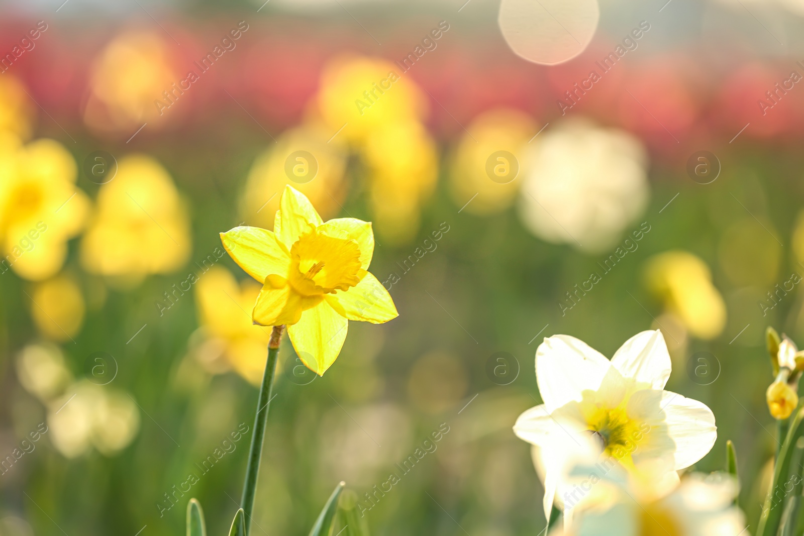 Photo of Field with fresh beautiful narcissus flowers on sunny day, selective focus