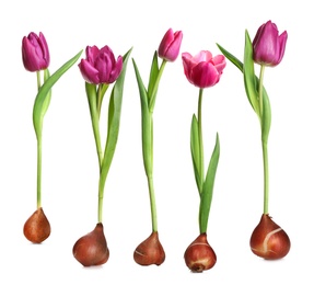 Set of tulips with bulbs on white background