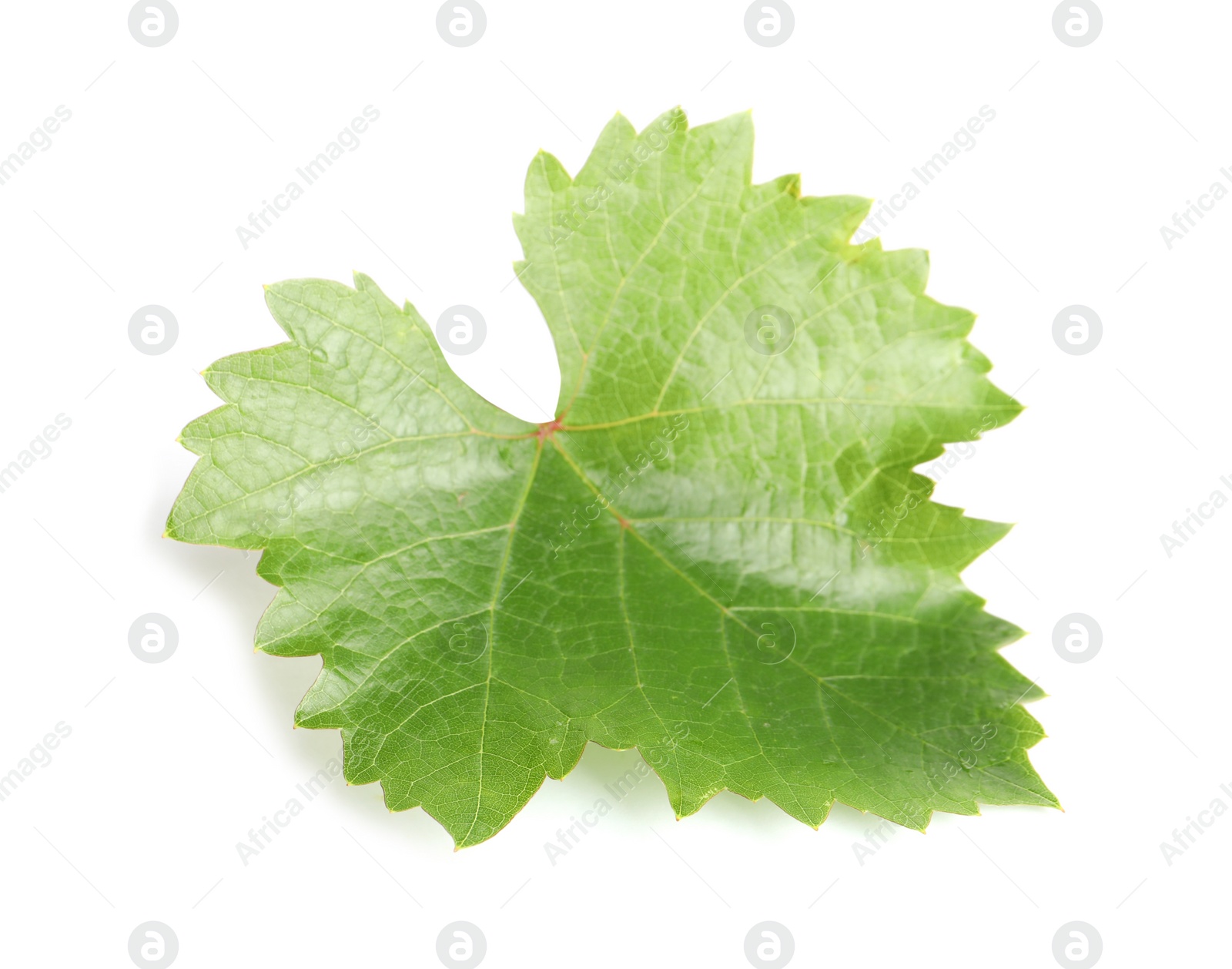 Photo of Fresh green grape leaf isolated on white