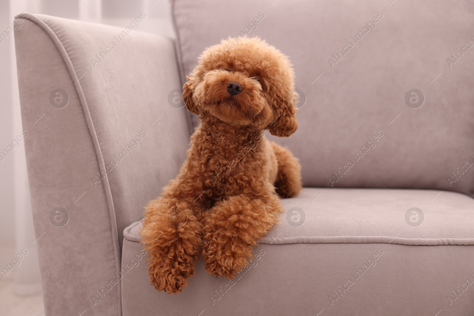 Photo of Cute Maltipoo dog resting on armchair indoors, space for text. Lovely pet