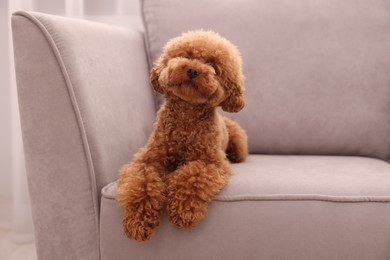 Cute Maltipoo dog resting on armchair indoors, space for text. Lovely pet