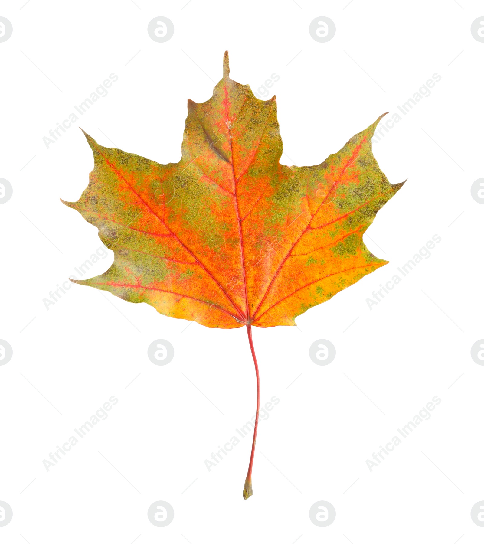 Photo of One maple leaf isolated on white. Autumn season