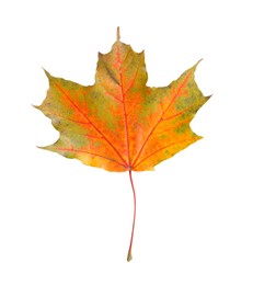 Photo of One maple leaf isolated on white. Autumn season