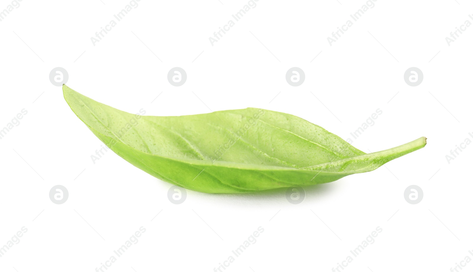 Photo of Fresh green basil leaf on white background