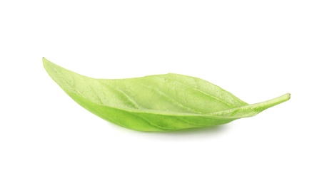 Fresh green basil leaf on white background