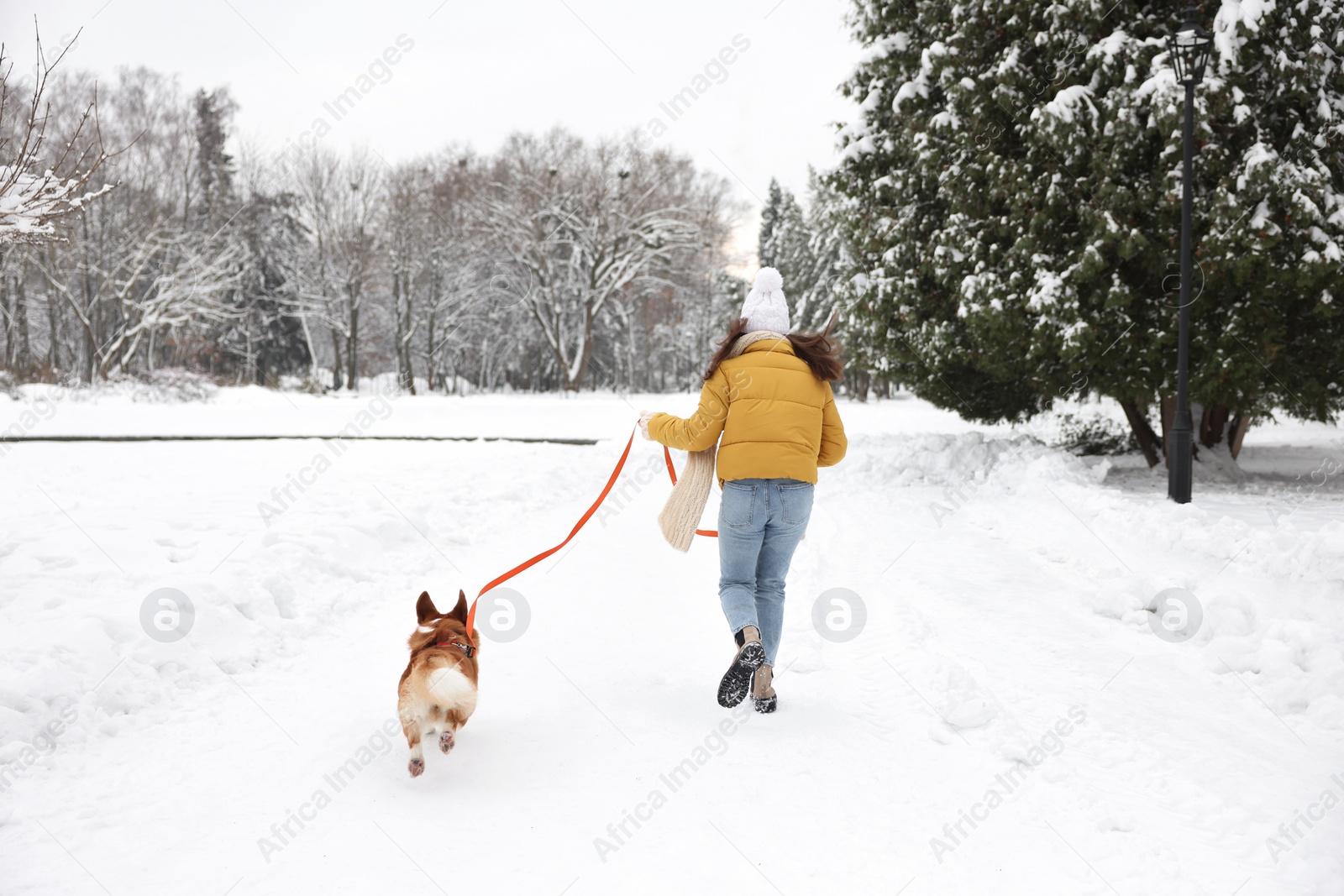 Photo of Woman with adorable Pembroke Welsh Corgi dog running in snowy park, back view