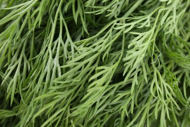 Photo of Sprigs of fresh dill as background, closeup view