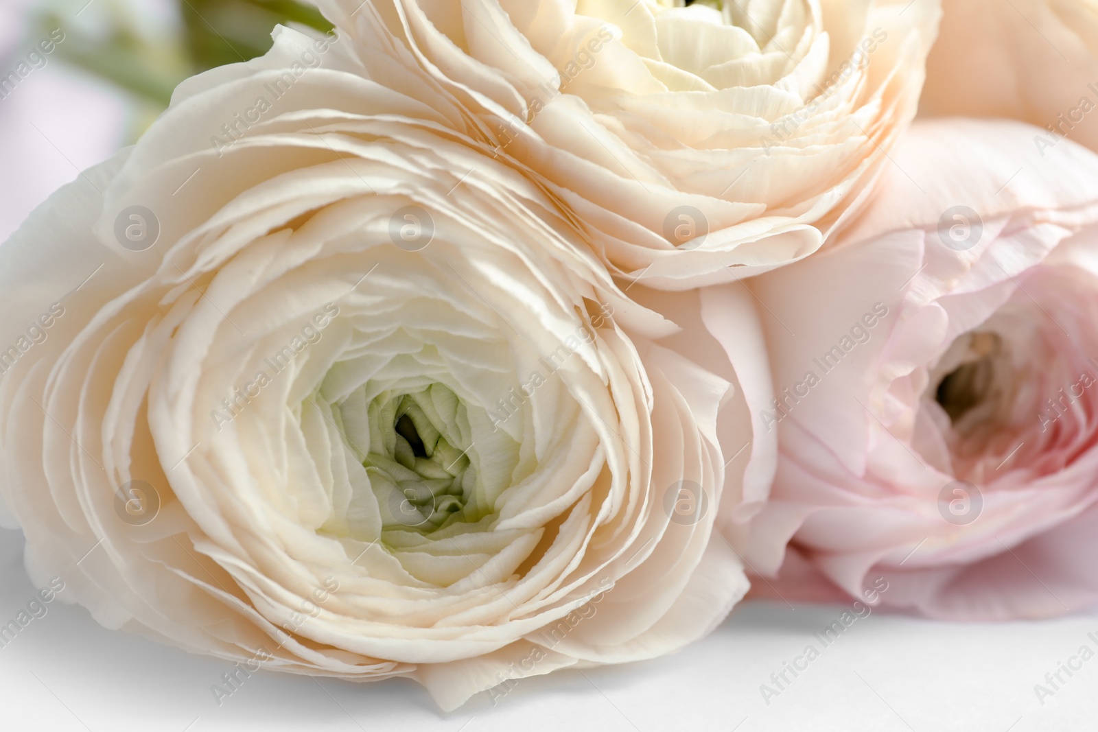 Photo of Beautiful ranunculus flowers on white background, closeup