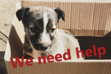 Image of Stray puppy in cardboard box outdoors. Baby animal