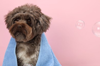 Photo of Cute Maltipoo dog with towel and bubbles on pink background, space for text. Lovely pet