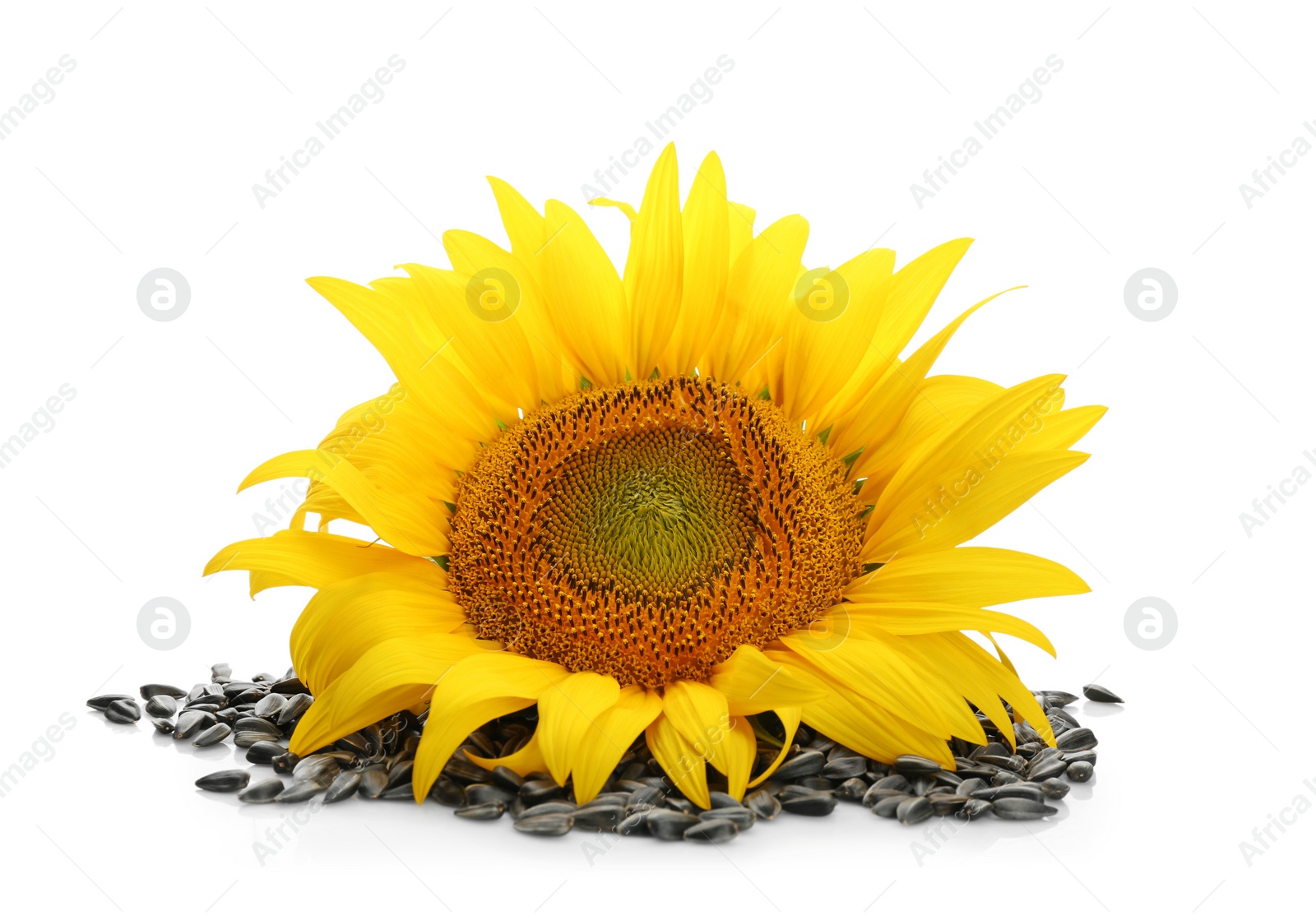 Photo of Beautiful sunflower and seeds on white background