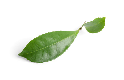 Photo of Green leaves of tea plant isolated on white