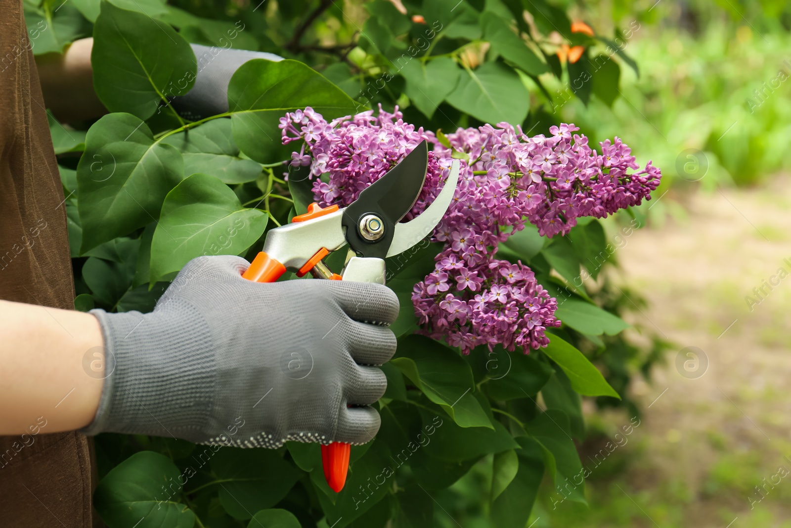 Photo of Gardener pruning lilac branch with secateurs outdoors, closeup