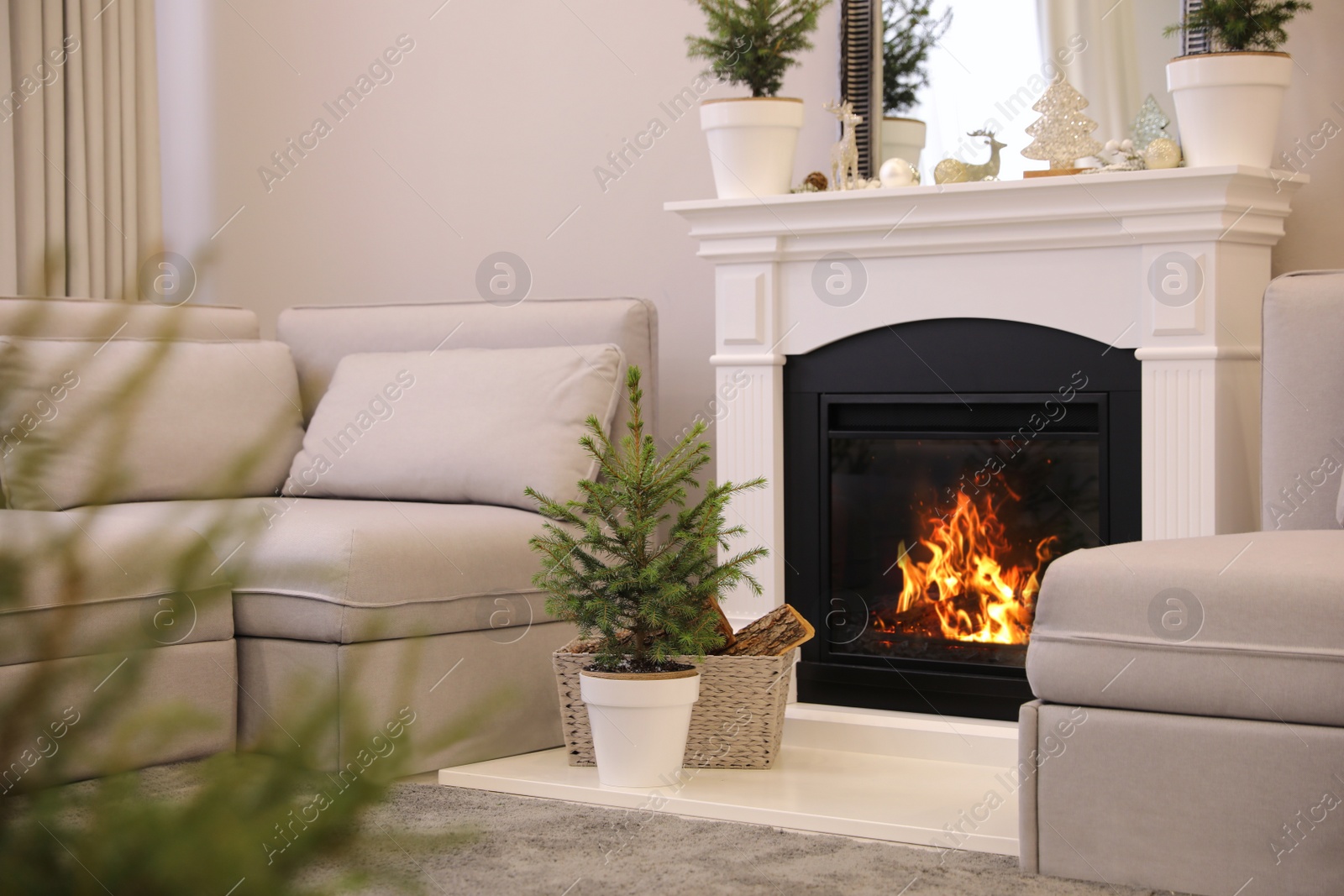 Photo of Little fir trees and Christmas decorations in room with fireplace. Stylish interior design