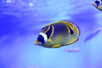 Photo of Beautiful raccoon butterflyfish in clear aquarium water