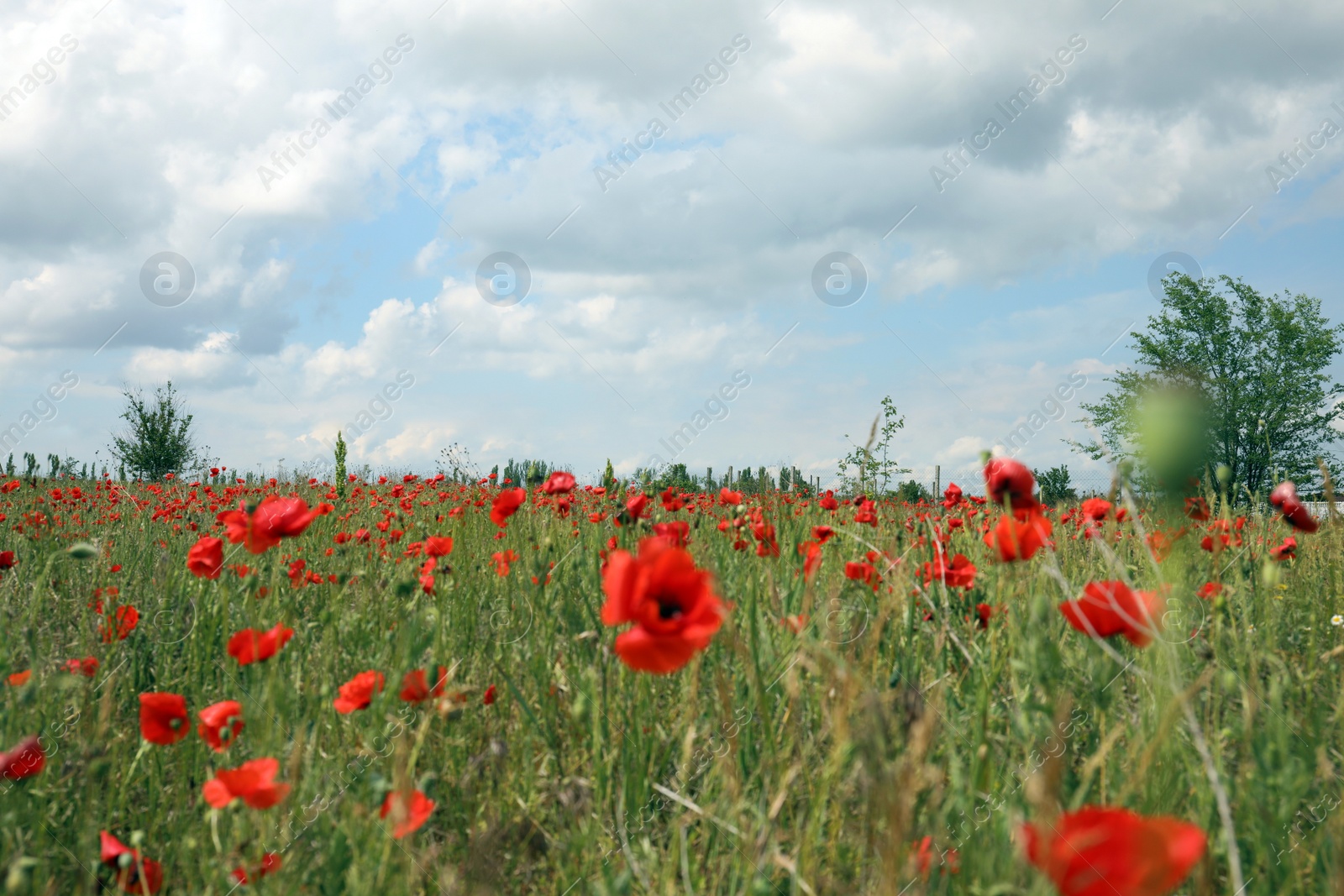 Photo of Beautiful red poppy flowers growing in field