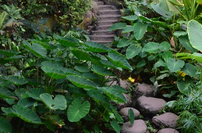 Beautiful stone path with steps near plants