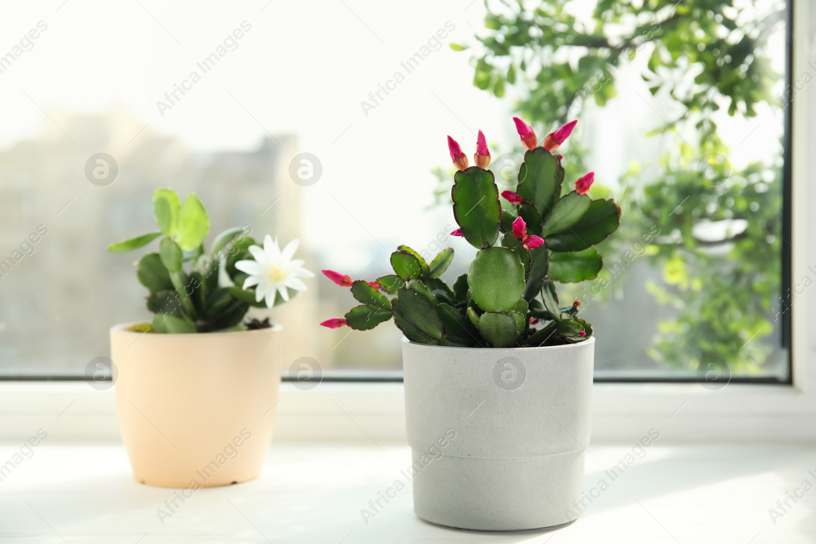 Photo of Beautiful blooming Schlumbergera plants (Christmas or Thanksgiving cactus) in pots on window sill