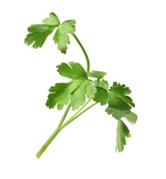 Photo of Sprig of fresh green parsley isolated on white
