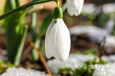 Beautiful blooming snowdrops growing outdoors, closeup. Spring flowers
