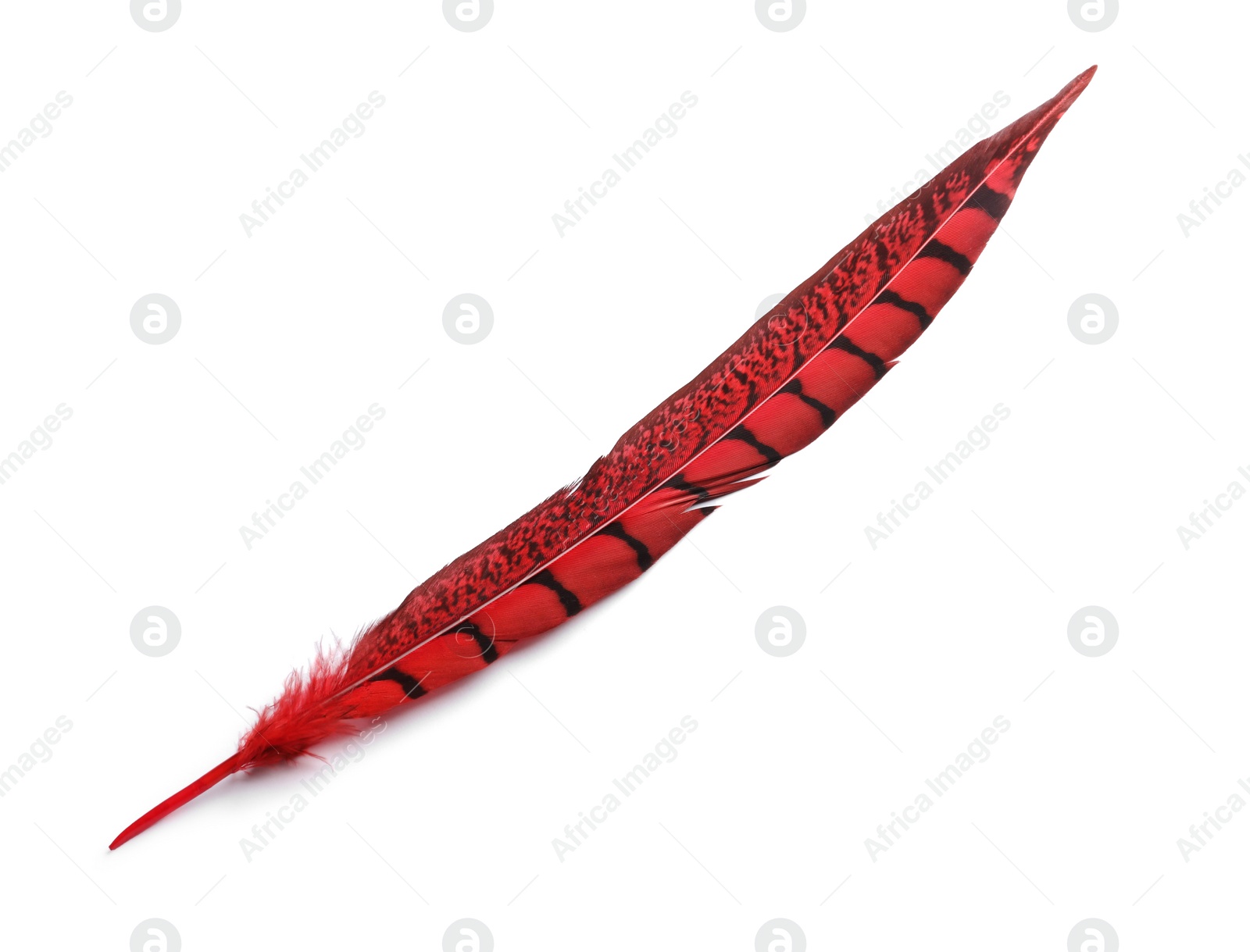 Photo of Beautiful red bird feather isolated on white, top view