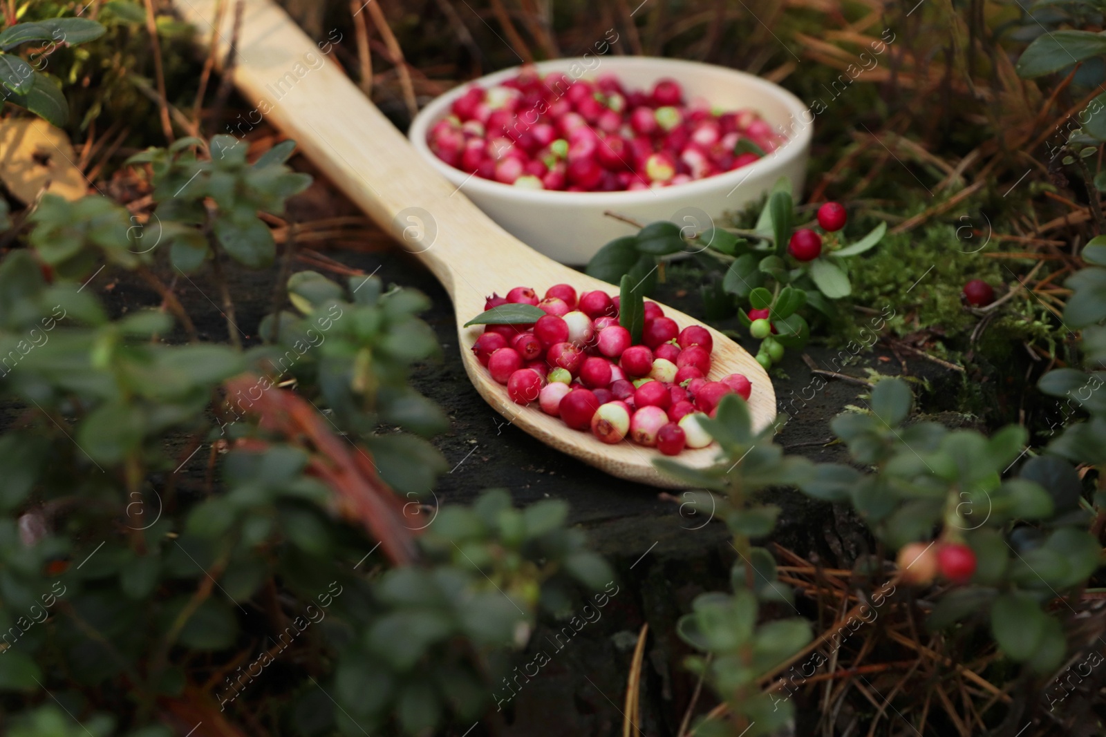 Photo of Delicious ripe red lingonberries in wooden spoon outdoors